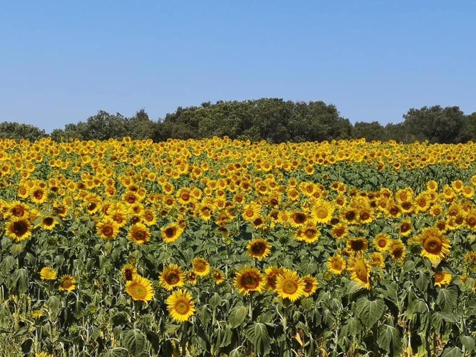Holiday home Podere Baloo Suvereto