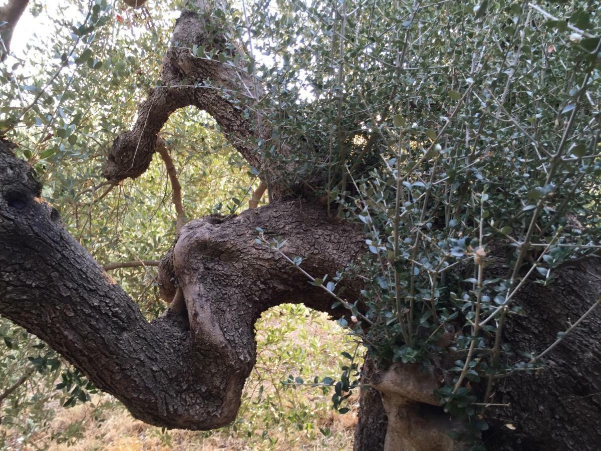 Podere Baloo Hébergement de vacances Suvereto